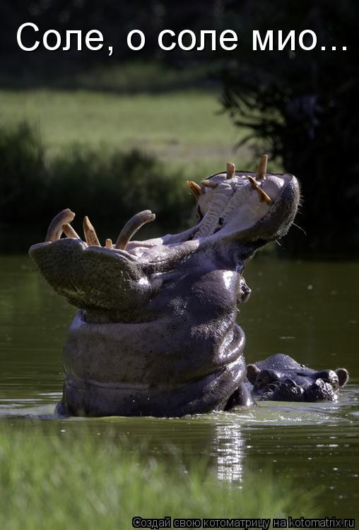 Котоматрица: Соле, о соле мио...