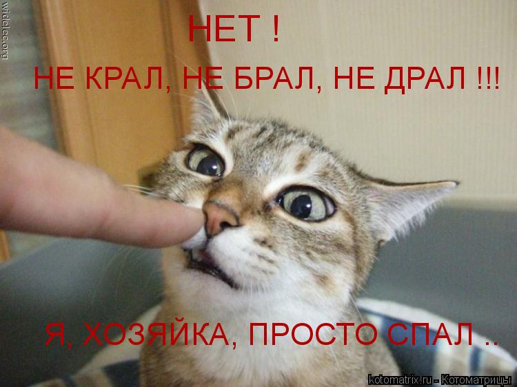 Котоматрица: НЕТ !  НЕ КРАЛ, НЕ БРАЛ, НЕ ДРАЛ !!! Я, ХОЗЯЙКА, ПРОСТО СПАЛ ..