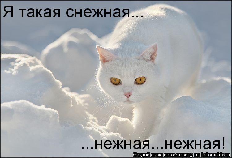 Котоматрица: Я такая снежная... ...нежная...нежная!