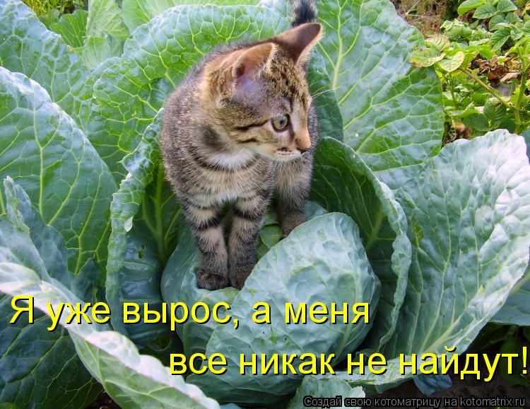 Котоматрица: Я уже вырос, а меня  все никак не найдут!