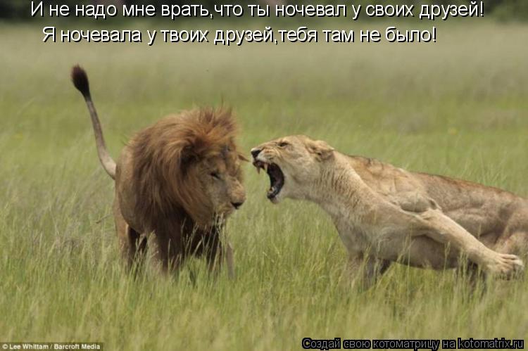 Котоматрица: И не надо мне врать,что ты ночевал у своих друзей! Я ночевала у твоих друзей,тебя там не было!