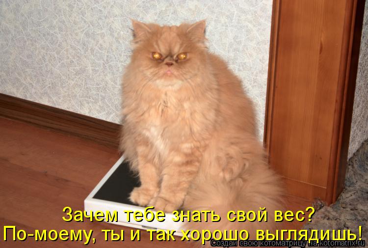 Котоматрица: По-моему, ты и так хорошо выглядишь! Зачем тебе знать свой вес?