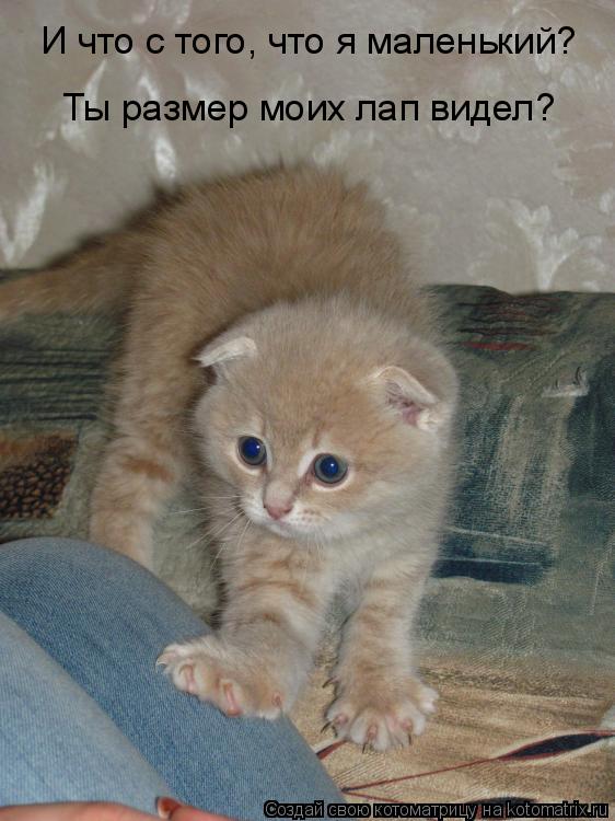 Котоматрица: И что с того, что я маленький? Ты размер моих лап видел?