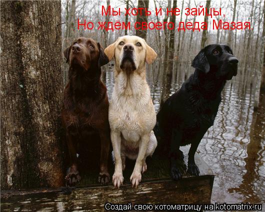 Котоматрица: Мы хоть и не зайцы, Но ждём своего деда Мазая.