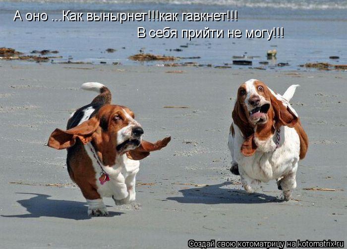 Котоматрица: А оно ...Как вынырнет!!!как гавкнет!!! В себя прийти не могу!!!