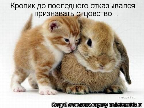 Котоматрица: Кролик до последнего отказывался признавать отцовство...