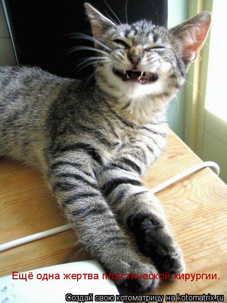 Котоматрица: Ещё одна жертва пластической хирургии.