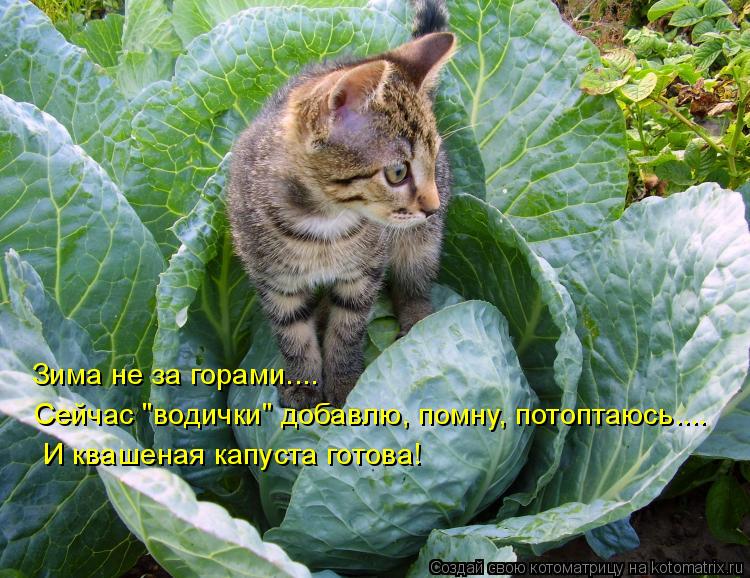 Котоматрица: Зима не за горами....  Сейчас "водички" добавлю, помну, потоптаюсь....  И квашеная капуста готова!