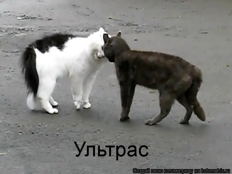 Котоматрица: Ультрас