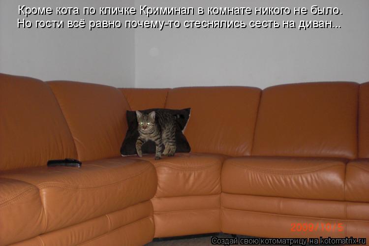 Котоматрица: Кроме кота по кличке Криминал в комнате никого не было. Но гости всё равно почему-то стеснялись сесть на диван...