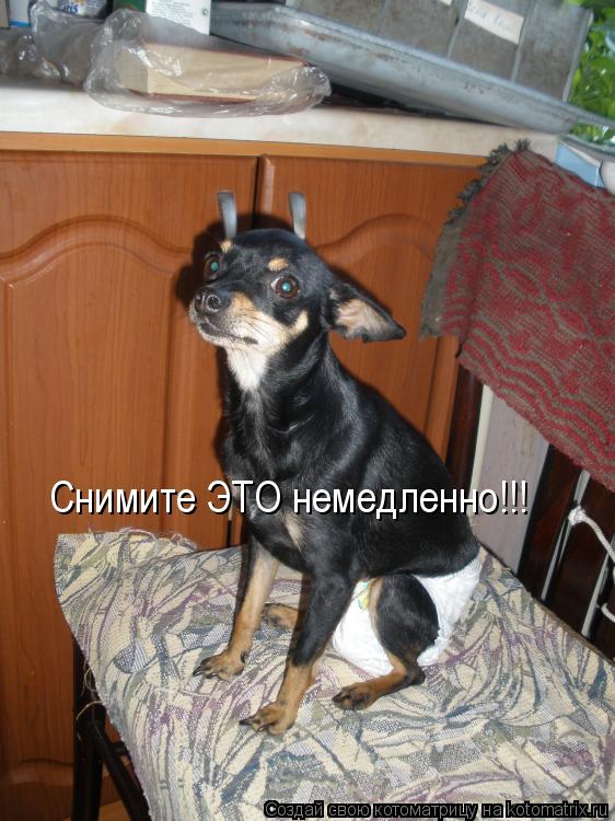 Котоматрица: Снимите ЭТО немедленно!!! Снимите ЭТО немедленно!!!