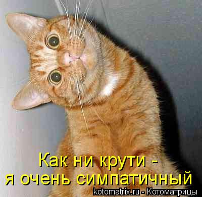 Котоматрица: я очень симпатичный Как ни крути -