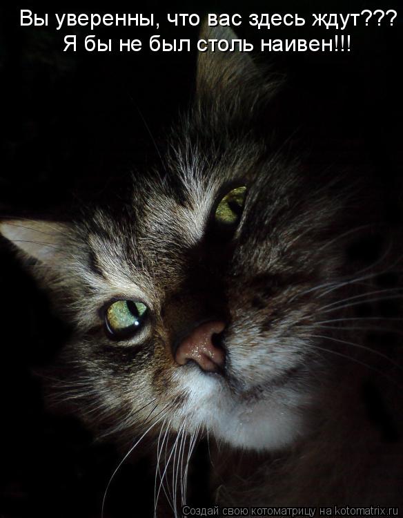 Котоматрица: Вы уверенны, что вас здесь ждут??? Я бы не был столь наивен!!!