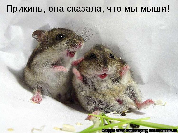 Котоматрица: Прикинь, она сказала, что мы мыши!