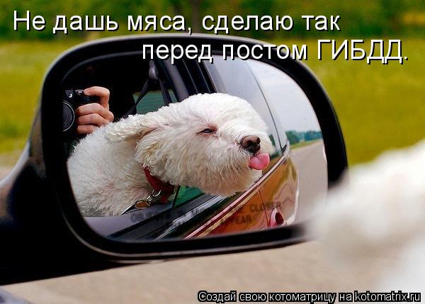 Котоматрица: Не дашь мяса, сделаю так  перед постом ГИБДД.
