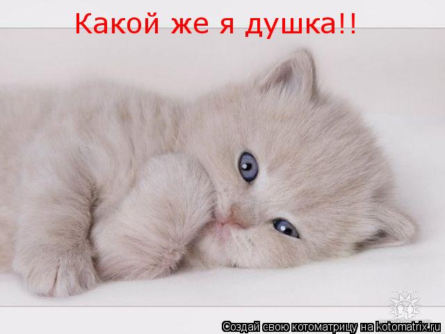 Котоматрица: Какой же я душка!!
