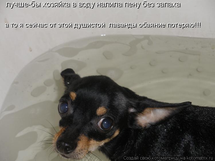 Котоматрица: лучше-бы хозяйка в воду налила пену без запаха  а то я сейчас от этой душистой  лаванды обаяние потеряю!!!