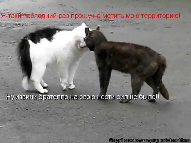 Котоматрица: Я-таки последний раз прошу-не метить мою территорию! Ну,извини,брателло,на свою нести сил не было!!