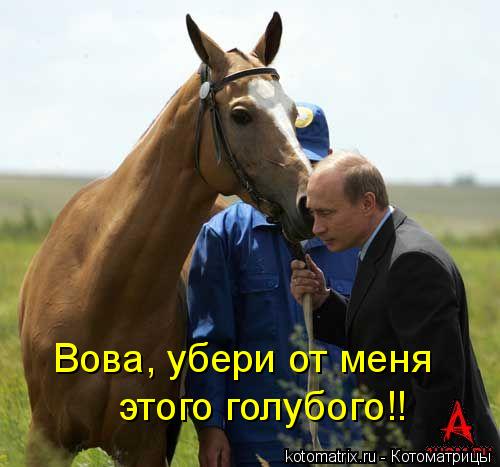 Котоматрица: Вова, убери от меня  этого голубого!!