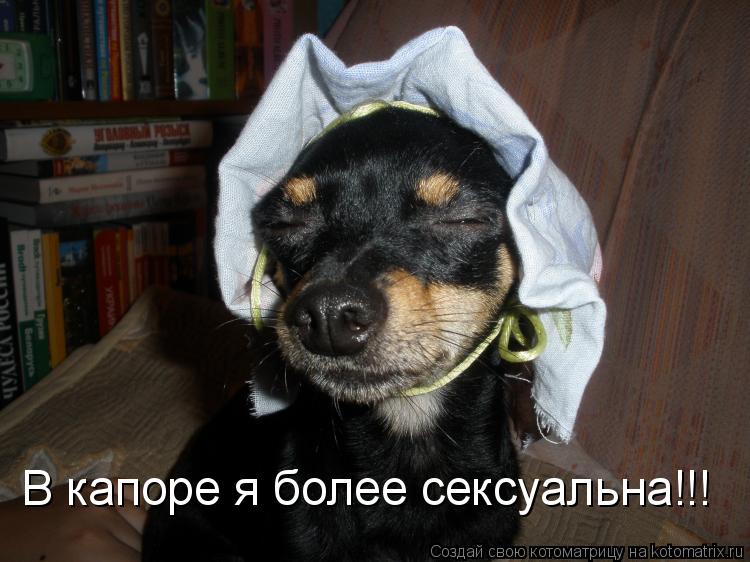 Котоматрица: В капоре я более сексуальна!!!