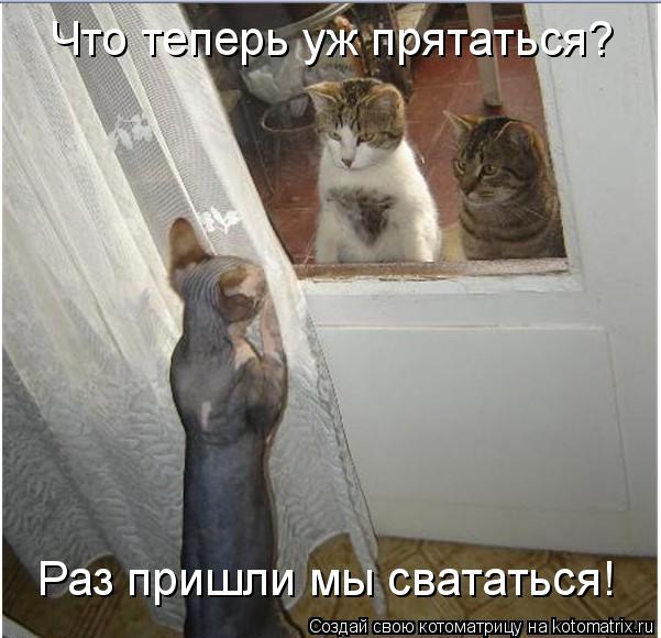Что теперь уж прятаться? Раз пришли мы свататься!... Котоматрица: Что теперь уж прятаться? Раз пришли мы свататься!