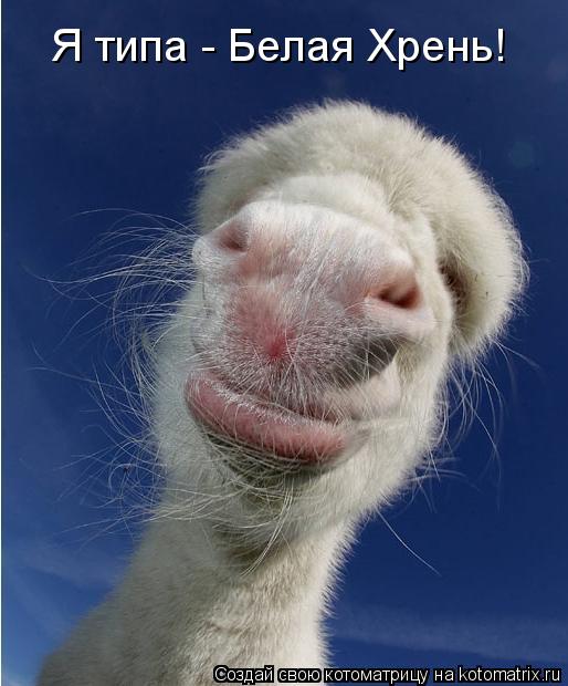 Котоматрица: Я типа - Белая Хрень!