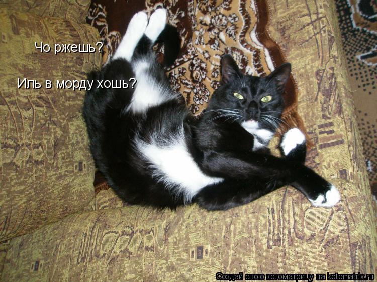 Котоматрица: Чо ржешь? Иль в морду хошь?