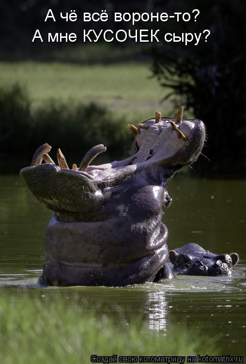 Котоматрица: А чё всё вороне-то?  А мне КУСОЧЕК сыру?