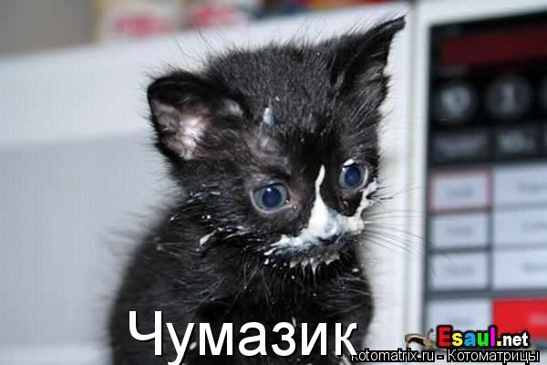 Чумазик... Котоматрица: Чумазик