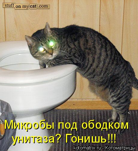 Котоматрица: Микробы под ободком унитаза? Гонишь!!!