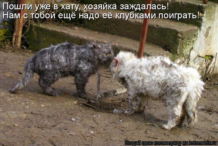 Котоматрица: Пошли уже в хату, хозяйка заждалась! Нам с тобой ещё надо её клубками поиграть!