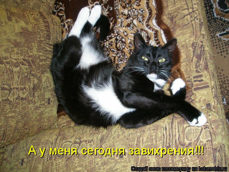 Котоматрица: А у меня сегодня завихрения!!!