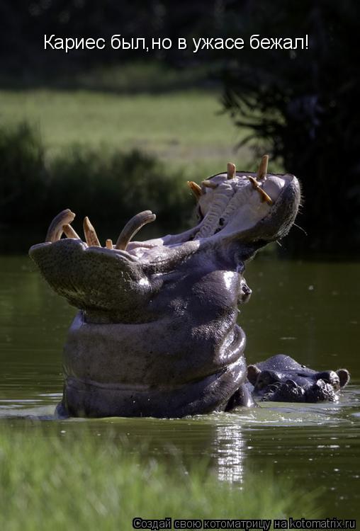 Котоматрица: Кариес был,но в ужасе бежал!
