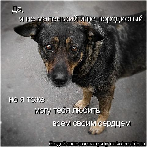 Котоматрица: Да,    я не маленький и не породистый,  но я тоже  могу тебя любить  всем своим сердцем
