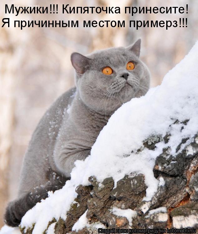 Котоматрица: Мужики!!! Кипяточка принесите! Я причинным местом примерз!!!