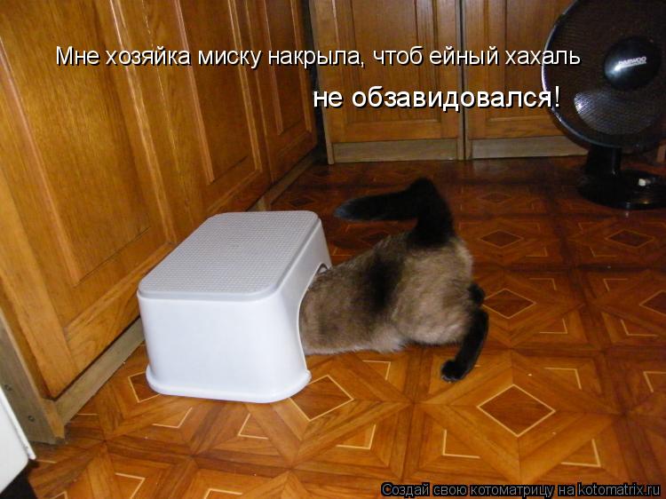 Мне хозяйка миску накрыла, чтоб ейный хахаль не обзавидовался!... Котоматрица: Мне хозяйка миску накрыла, чтоб ейный хахаль не обзавидовался!