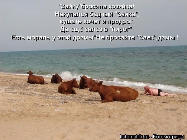 Котоматрица: "Зайку"бросила хозяйка! Накупался бедный "Зайка", кушать хочет и продрог. Да ещё залез в "пирог" Есть мораль у этой драмы"Не бросайте "Заек",дам