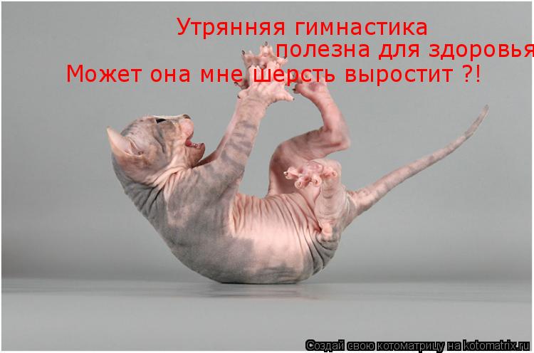 Котоматрица: Утрянняя гимнастика полезна для здоровья, Может она мне шерсть выростит ?!