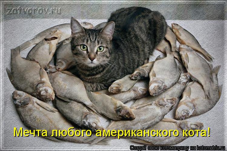 Котоматрица: Мечта любого американского кота!
