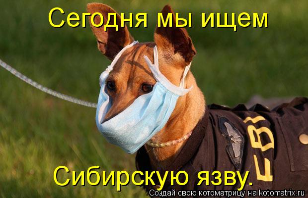 Котоматрица: Сегодня мы ищем Сибирскую язву.