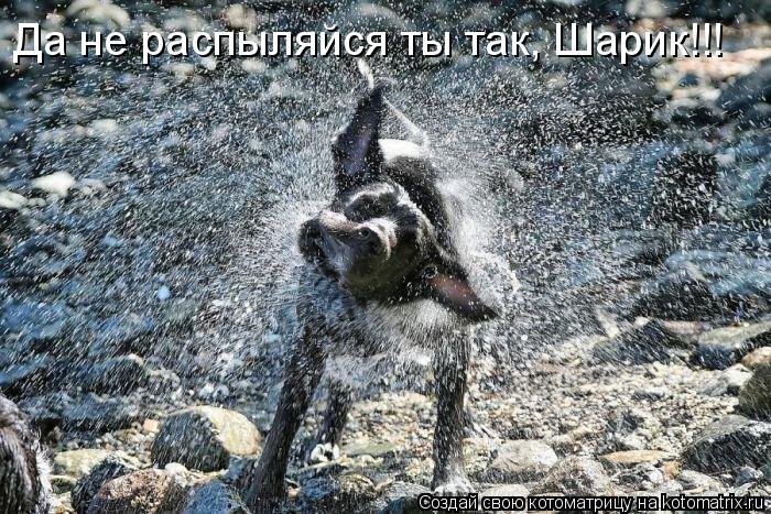 Котоматрица: Да не распыляйся ты так, Шарик!!!