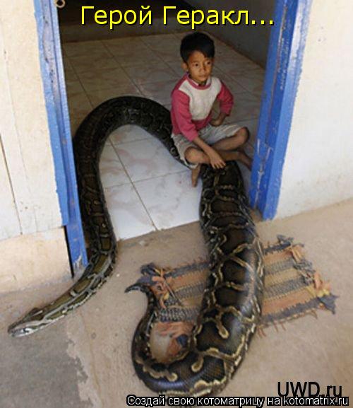 Котоматрица: Герой Геракл...