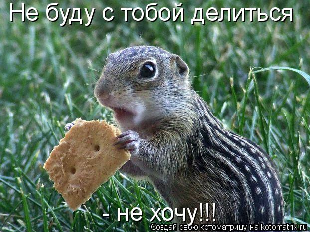 Котоматрица: Не буду с тобой делиться  - не хочу!!!