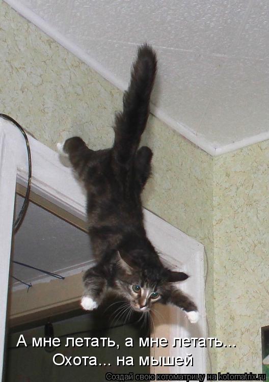 Котоматрица: А мне летать, а мне летать... Охота... на мышей