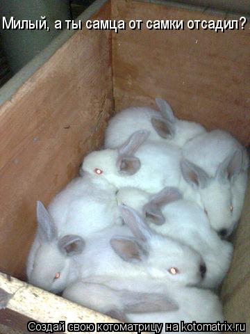 Котоматрица: Милый, а ты самца от самки отсадил?