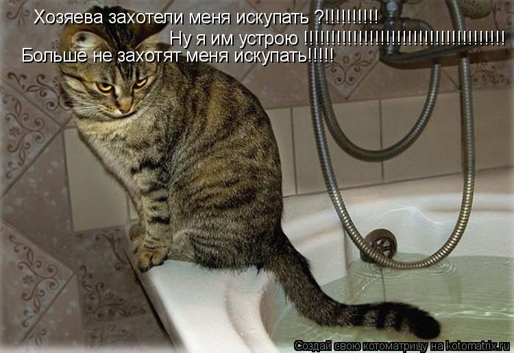 Котоматрица: Хозяева захотели меня искупать ?!!!!!!!!!! Ну я им устрою !!!!!!!!!!!!!!!!!!!!!!!!!!!!!!!!!!!!! Больше не захотят меня искупать!!!!!