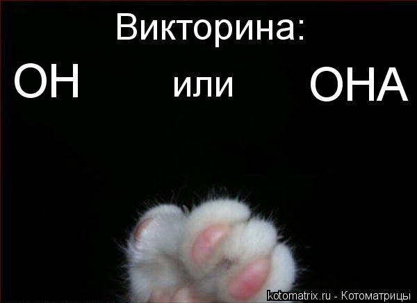 Котоматрица: Викторина: ОН            или ОНА