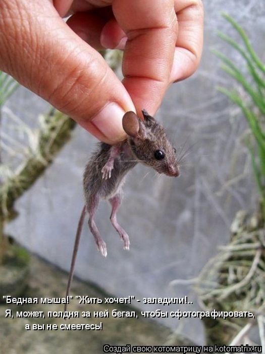 Котоматрица: Я, может, полдня за ней бегал, чтобы сфотографировать,  "Бедная мыша!" "Жить хочет!" - заладили!.. а вы не смеетесь!