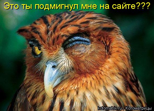 Котоматрица: Это ты подмигнул мне на сайте???