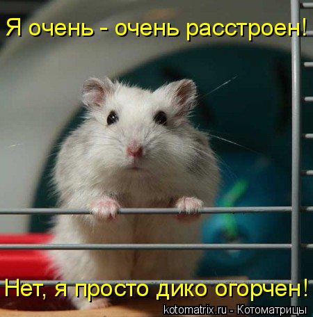 Котоматрица: Я очень - очень расстроен! Нет, я просто дико огорчен!